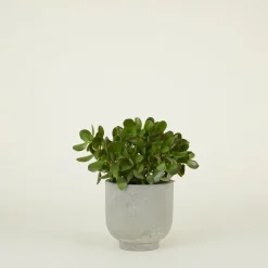 Hawkins New York Garden & Patio^Footed Planter