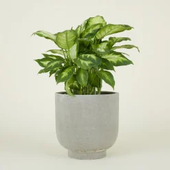 Hawkins New York Garden & Patio^Footed Planter