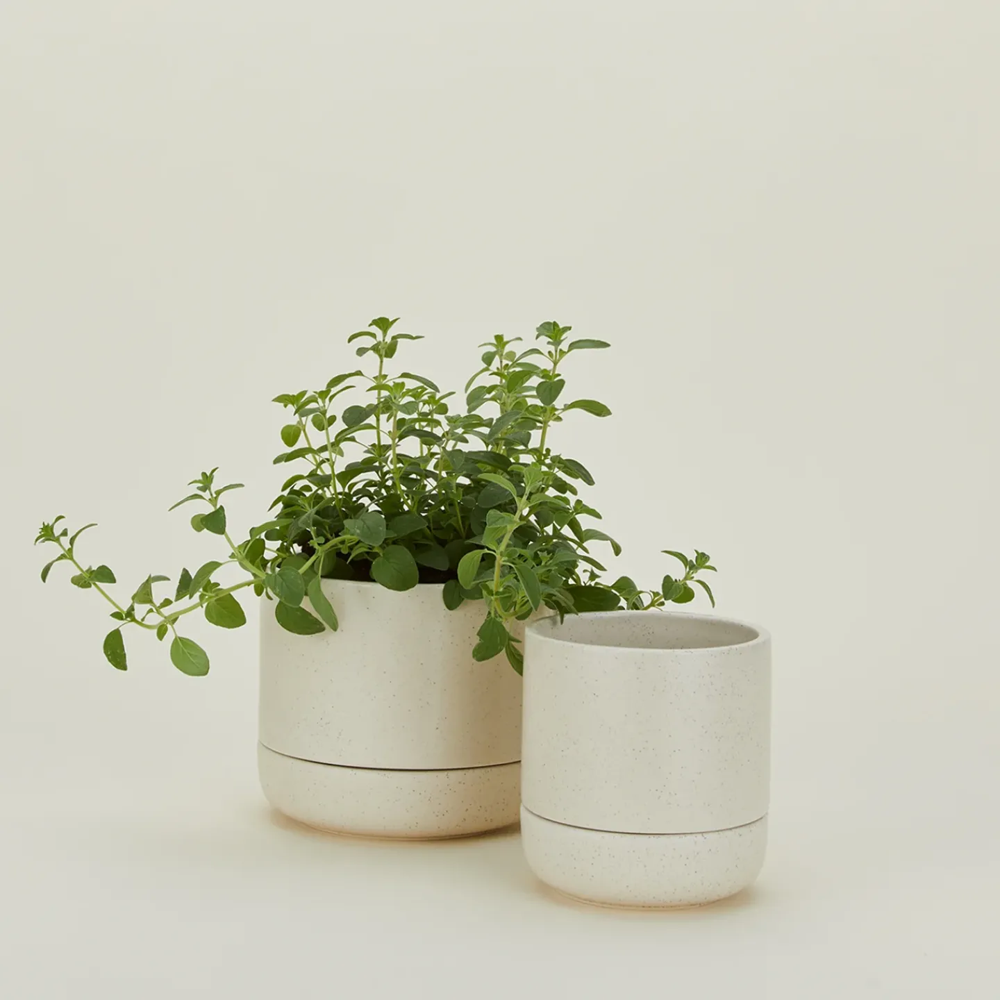 Greenery Unlimited Garden & Patio^Franklin Self Watering Planter
