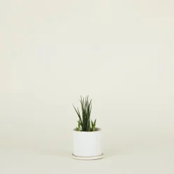 Convivial Garden & Patio^Minimal Planter