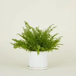Convivial Garden & Patio^Minimal Planter