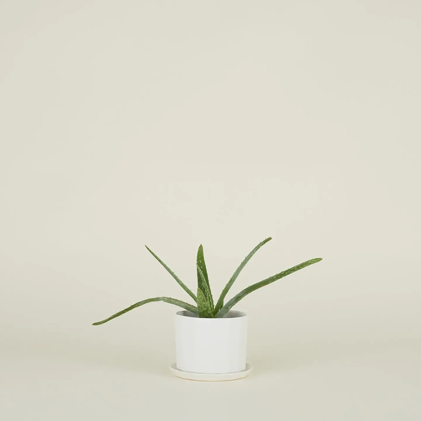 Convivial Garden & Patio^Riveted Planter