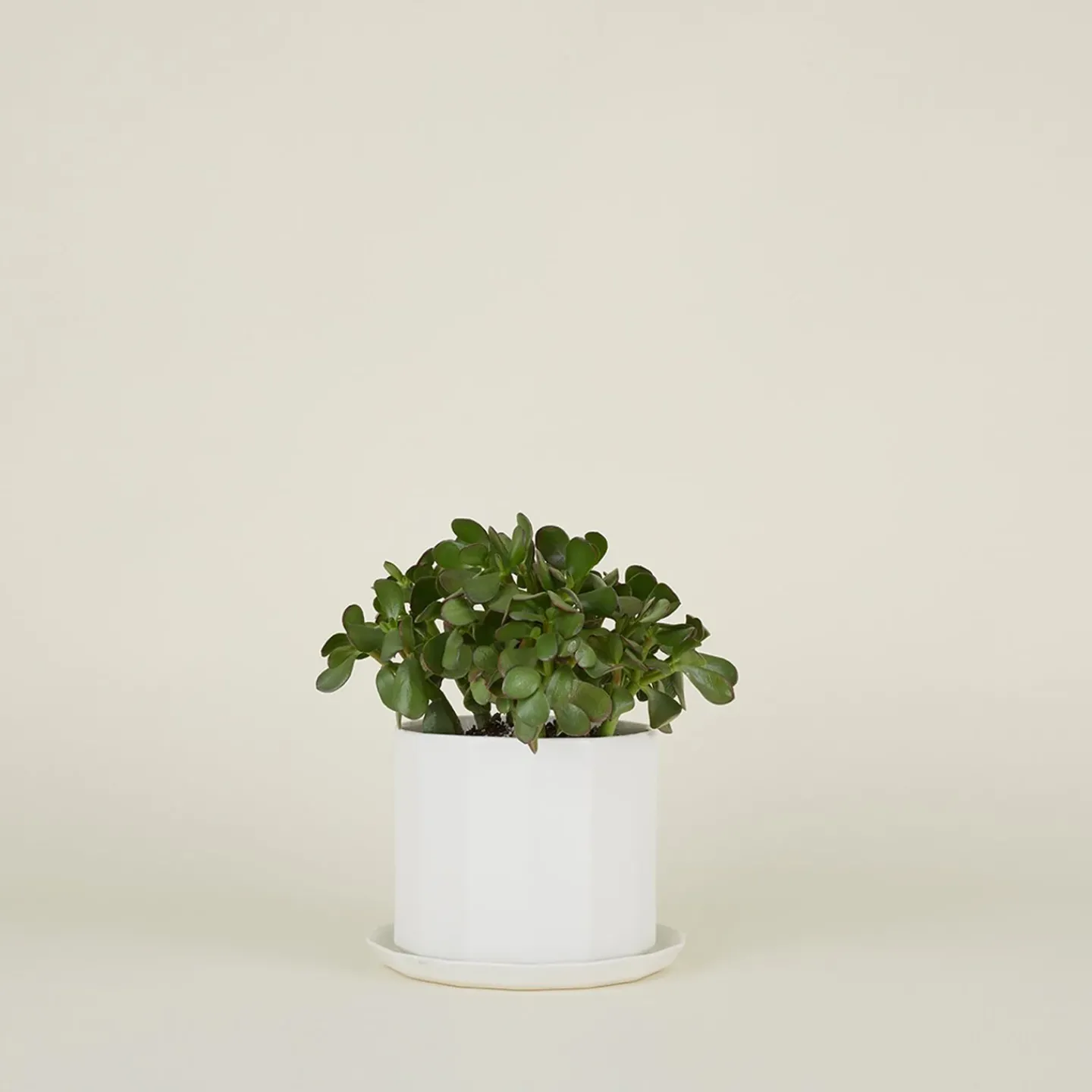 Convivial Garden & Patio^Riveted Planter
