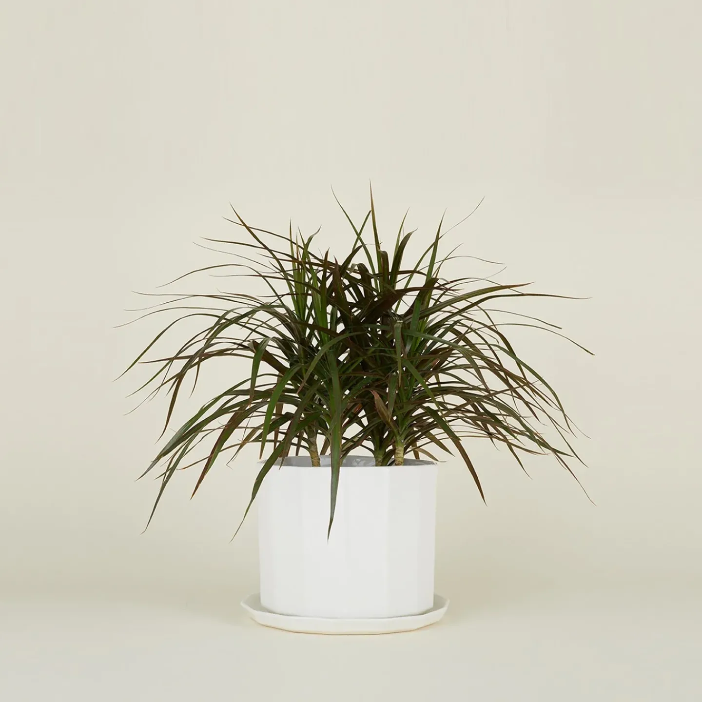 Convivial Garden & Patio^Riveted Planter